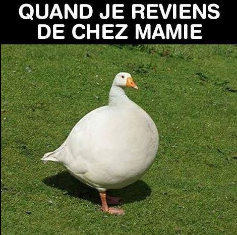 Humour   canard quen je reviens de chez mamie