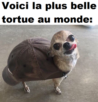 Humour   La + Belle Tortue Du Monde