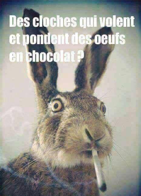 Humour   Lapin qui fume un joint   des cloche qui vole et des oeuf en chocolat