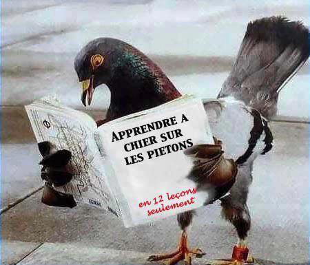 Humour   Pigeon apprendre à chier sur les piétons