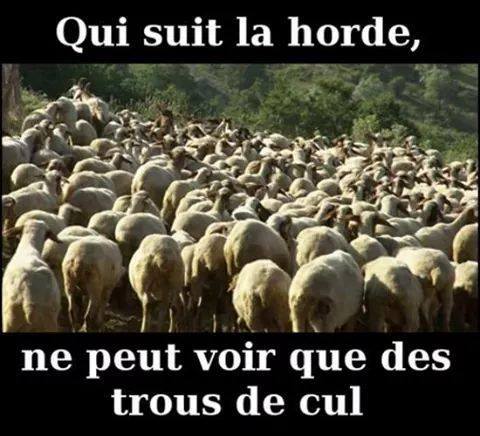 Humour   Qui Suit La Horde De Moutons Ne Peut Voir Que Des Trous Du Cul