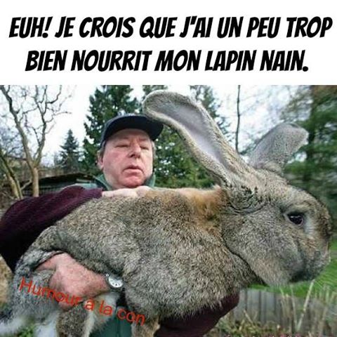 Humour   je crois j'ai bien nourrit mon lapin nain