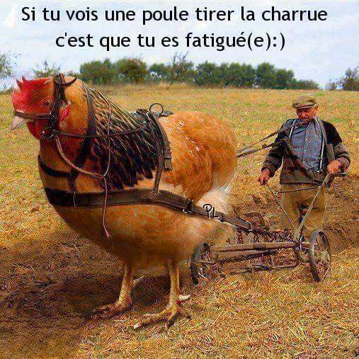 Humour   si tu vois une poule en train de tirer la charrue c'est que tu es fatigué