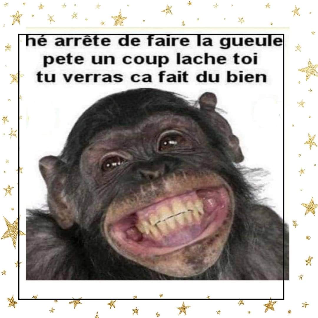 Humour   singe qui souris   he rrête de faire la gueule pete un coup lache toi tu verras ça fait du bien