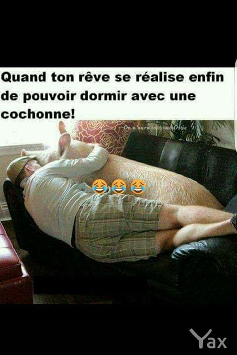 humour   quand tu reve de dormir avec une cochonne