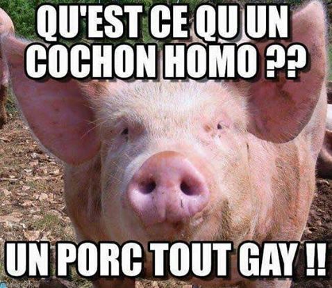 Qu'est  ce qu'un cochon homo   un porc tout gay