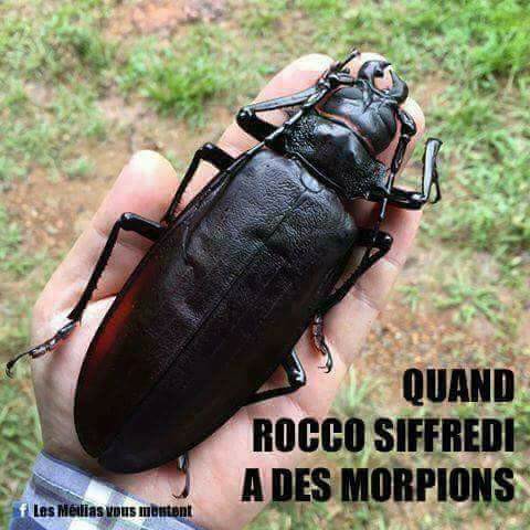 Quand rocco sifredi a des morpions