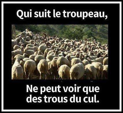 Qui suit le troupeau de mouton ne peut voir que des trous du cul