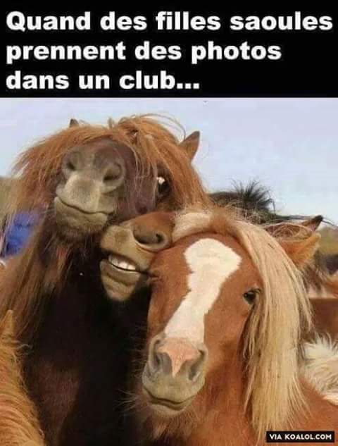 Animaux   caricature   femme   quand des filles soul se prennent en photo dans un bar