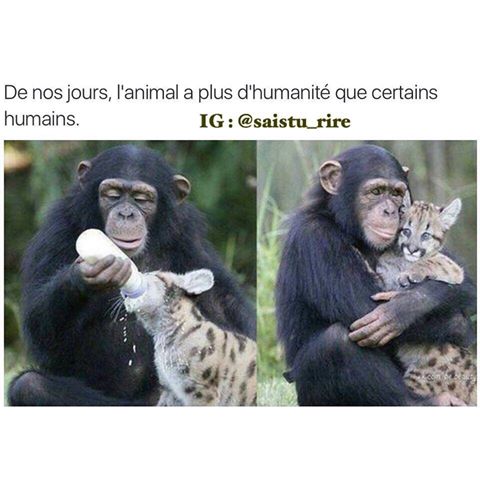 Animaux   caricature   vie   de nos jours les animaux ont plus d'humanisme que les humains