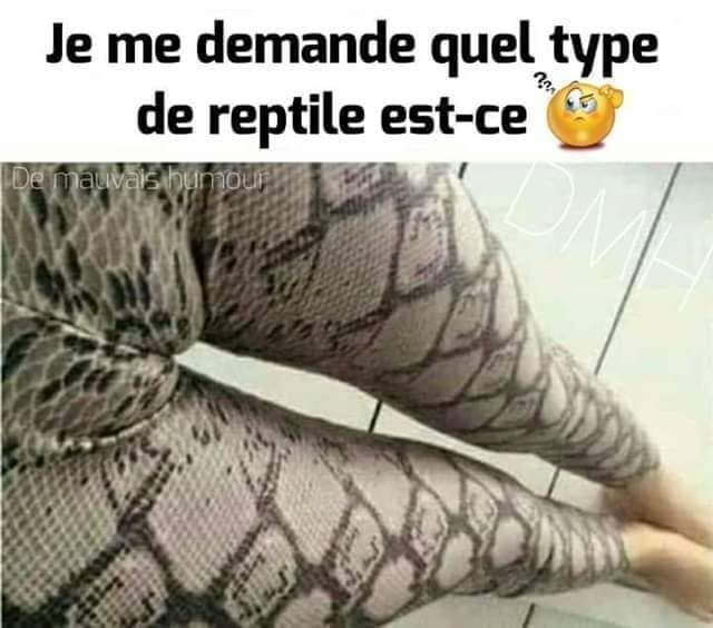 Blague   caricature   je me demande qu'elle type de reptile c'est pantalon en peau de serpent