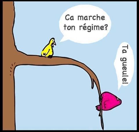 Caricature   2 Oiseaux Sur Une Branche   Je croyais Que tu Faisais Un Régime   Ta Geule