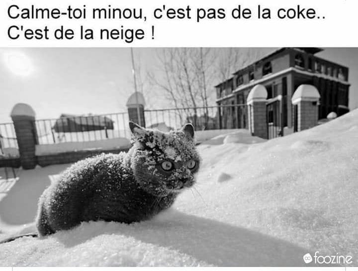 Caricature   chat   calme toi minou c'est pas de la coke c'est de la neige