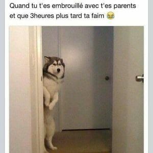 Caricature   chien   quand tu t'es embrouillé avec tes parents et que 3 heures plus tard ta faim