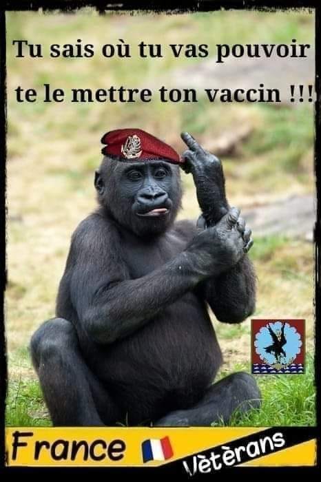 caricature   armé    tu sais où tu vas pouvoir te le mettre ton vaccin   singe avec berêt qui fait un doigt d'honneur