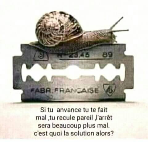 Caricature   escargot sur un rasoir   si tu avance tu te fais mal si tu recules tu te fais mal   l'arrêt sera beaucoup plus mal   c'est quoi la solution