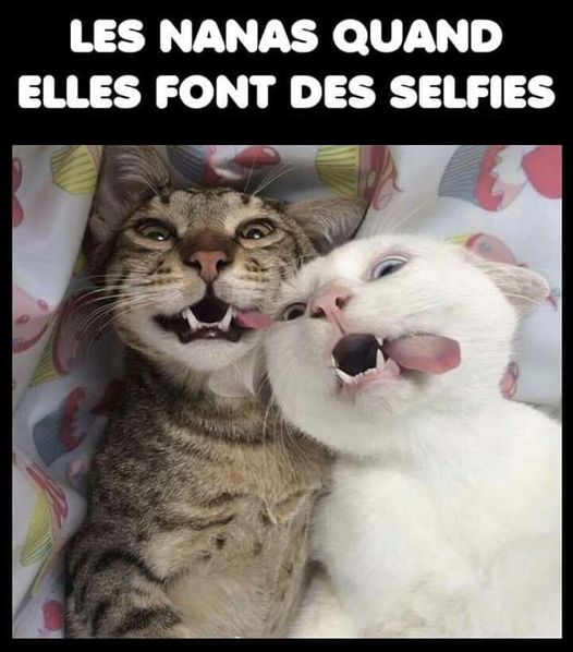 Caricature   femme   chat   les nanas quand elles font des selfies