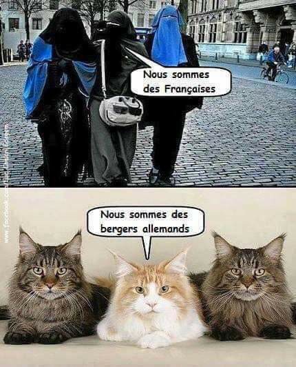 Caricature   femme en burqua on est française les chats noussommesdes bergers allemands