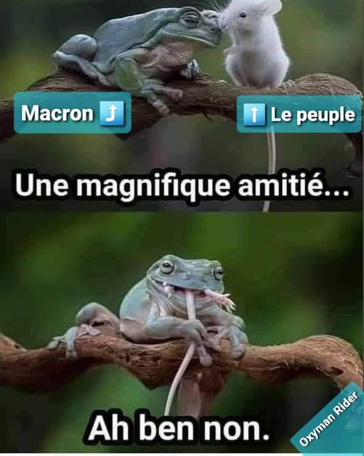 Caricature   grenouille et le peuple   une magnifique amitié ah ben non