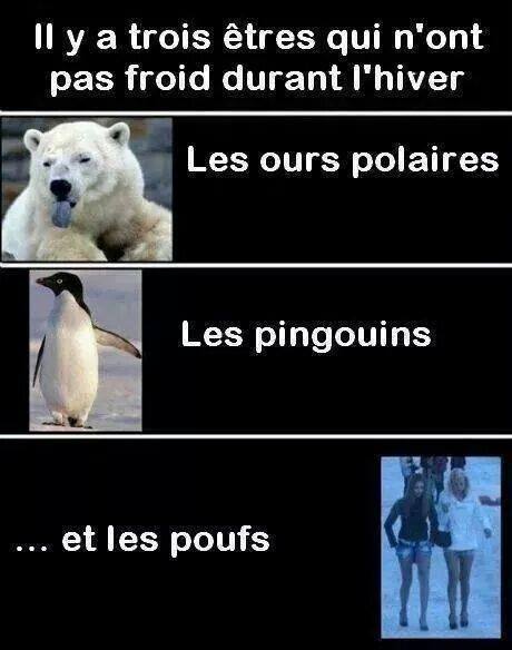 Caricature   il ya trois etre qui no'on pas froid en hiver   le sourse polaire les pinguin et les poufs