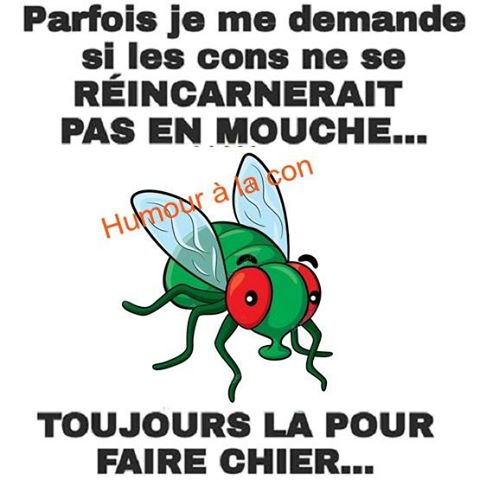 Caricature   je me demande si les cons ne se reincarne pas en mouche toujours la pour te faire chier