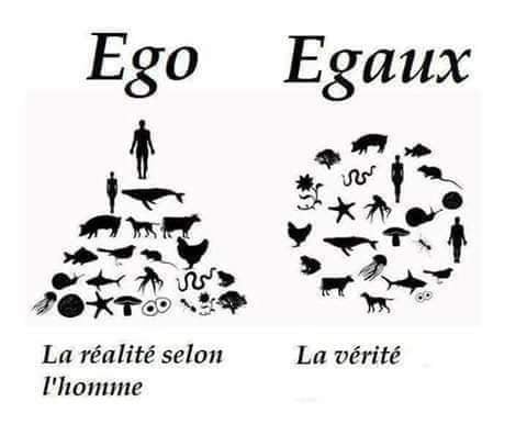 caricature   différence   égo la réalité selon l'homme et égaux la vérité