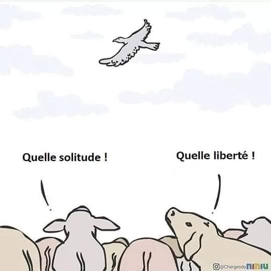 caricature   faune   oiseaux qui vole dans le ciel et  animaux a terre qui dit qu'elle solitude et l'autre repond quelle liberté