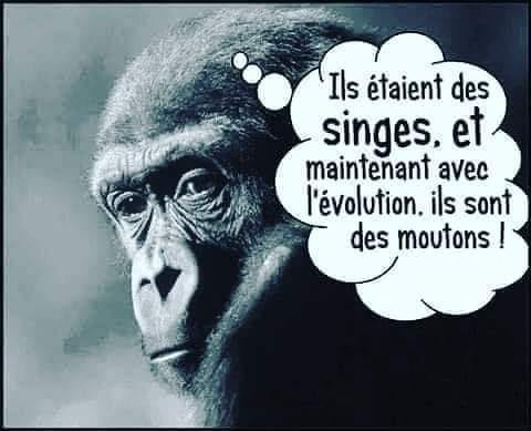 caricature   ils étaient des singes et maintenant avec l'évolution se sont devenu des moutons