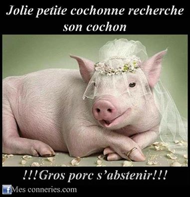 Caricature   jolie cochonne recherche gros cochon   gros porc s'abstenir