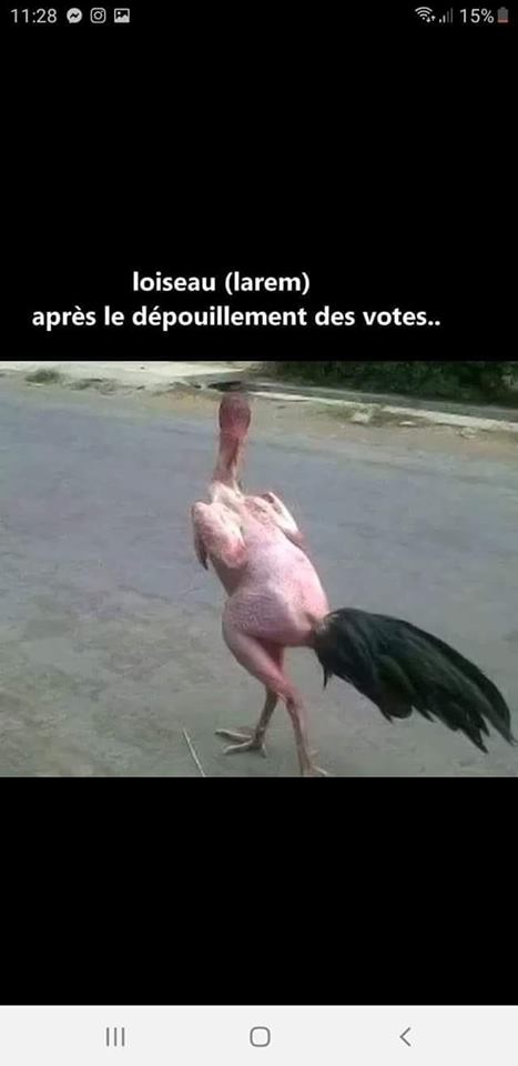 Caricature   l'oiseau après le dépouillement des votes