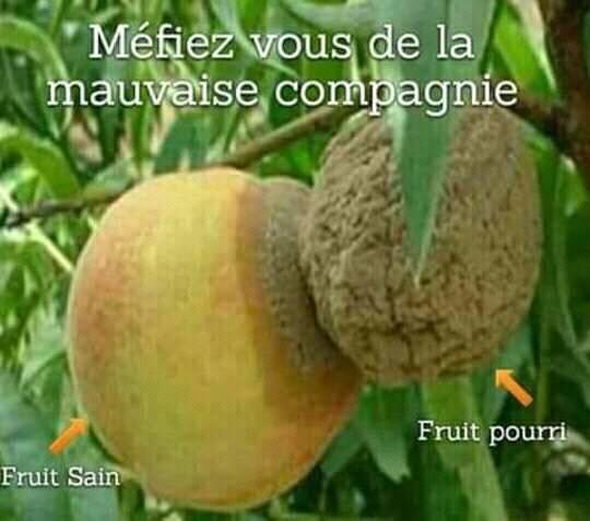 Caricature   méfiez vous de l amauvaise compagnie fruit qui se fait contaminé par son voisin