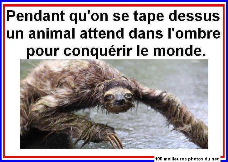 Caricature   pendant que l'on se tape dessus un animal attend dans l'ombre pour conquerir le monde