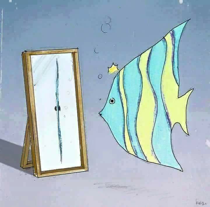 Caricature   poisson qui se regarde dans un mirroir