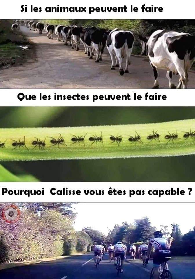 Caricature   s les animaux peuvent le faire quand les insectes peuvent le faire   les cycliste vos en êtes incapable