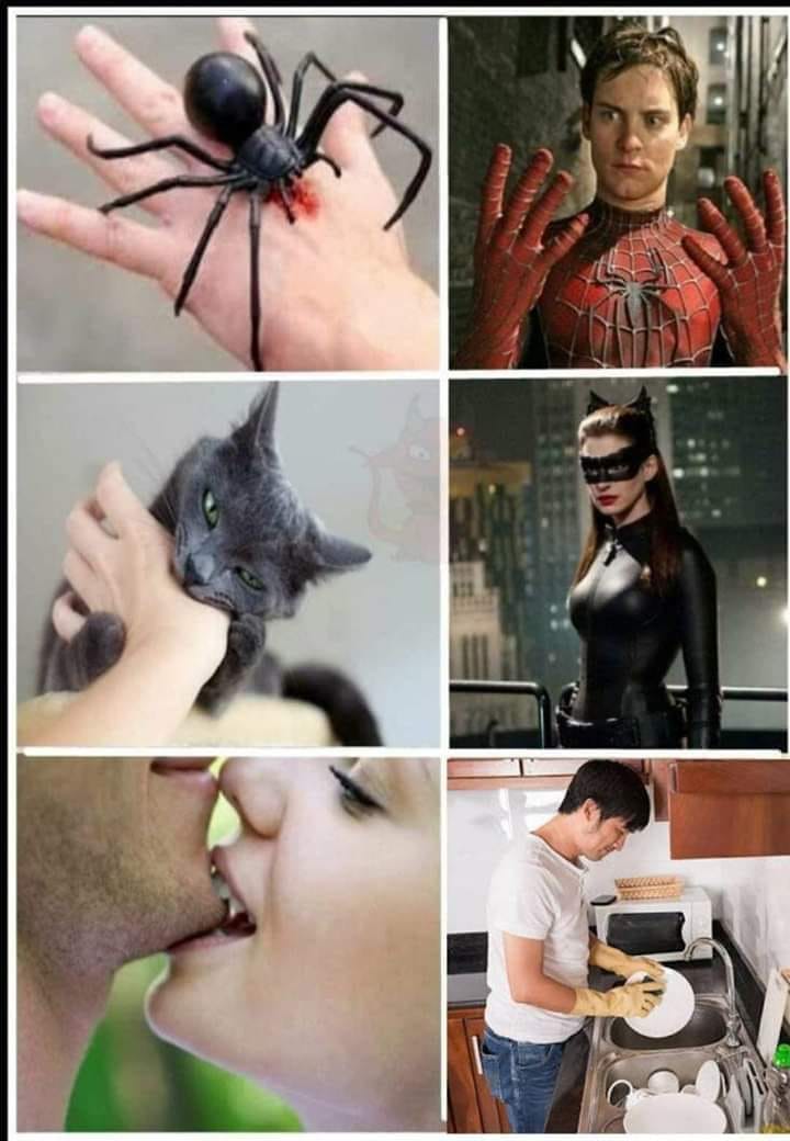 Caricature   transformaton   piqure d'araigné=spiderman morsure d'un chat=catwoman et morsure=fair la vaisselle