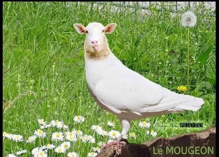 Caricature   tête de mouton avec corps d'oiseau