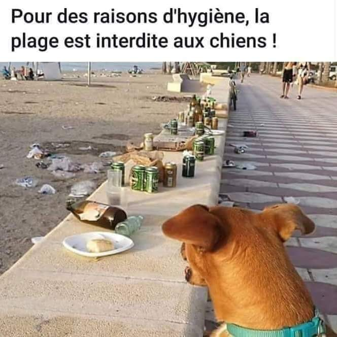 Caricature  chien   pour des raison d'hygiène la plage est interdite aux chiens