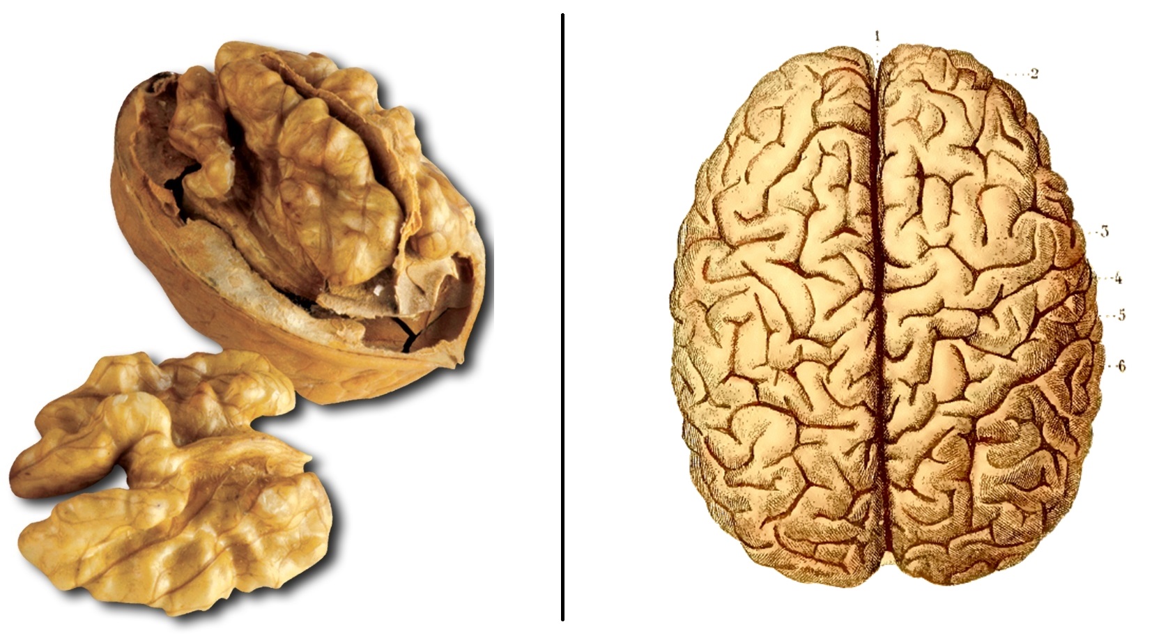 Ces Aliments Ressemblent Aux Organes Qu'ils Guerissent Noix   Cerveau