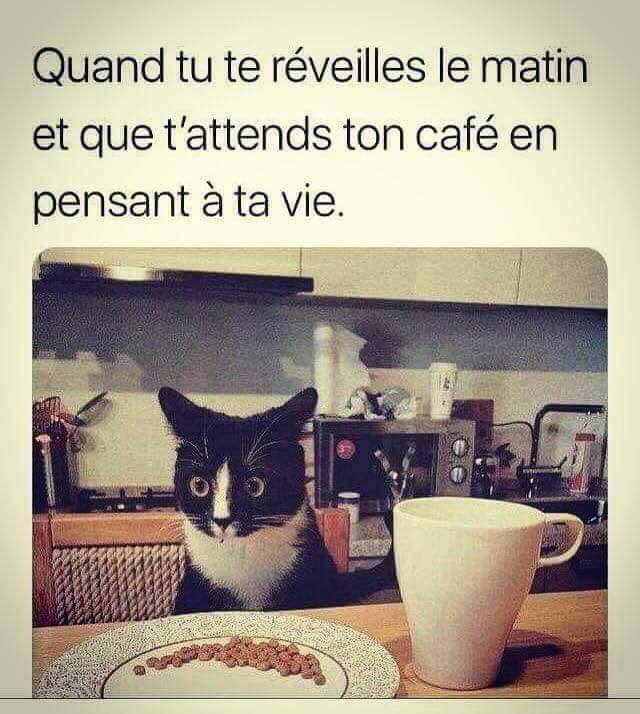 Chat   caricature   quand tu te révéilles le matin et que t'attends ton café en pensant à ta vie