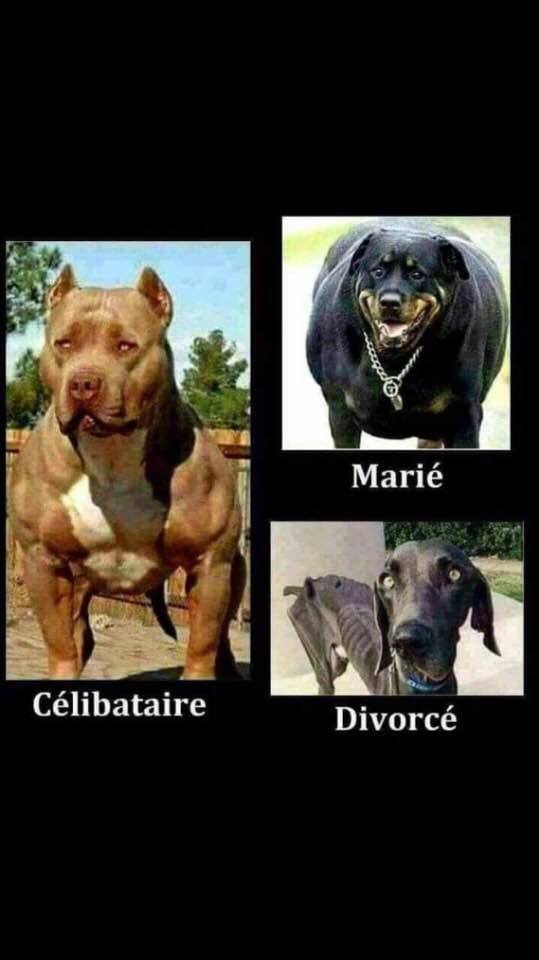 Chien   caricature   celibataire   marié   divorcé