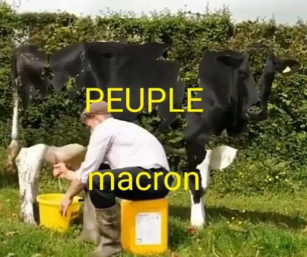 Macron   caricature   homme qui traie une vache le peuple d emacron