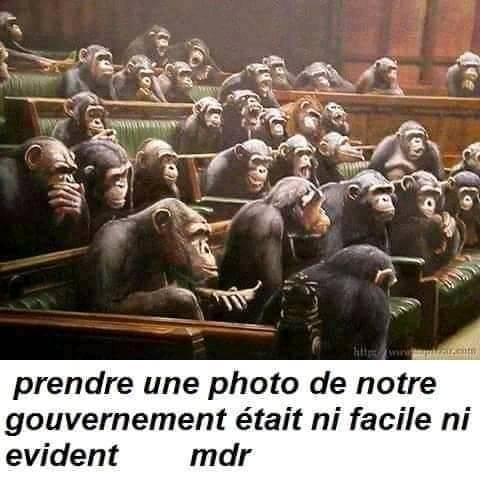 Politique   caricature   singe dans l'assemblée   prendre une photo de notre gouvernement était ni facile ni évident