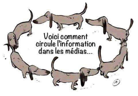 média   télévision   journeaux   comment circule l'information dans les médias chien qui se renifle le cul voir si ça ne sent pas la merde