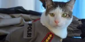 Atilas=Titi 8 etoiles=Guarde imperiale=le fille du président=General Lever=General Bon apparte 5 etoiles de l armee française = Gauloise