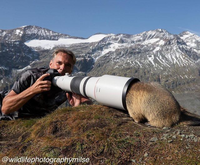 Blague   photographe qui prend une photo d emarmotte