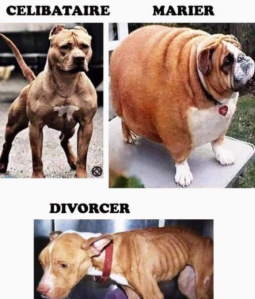 Blague   caricature   chien   celibataire   marier   divorcer