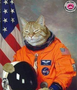 Chat   Astronaute