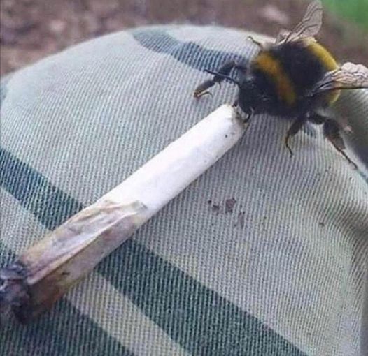 Chanvre   blague   insolite   abeille qui fume un joint